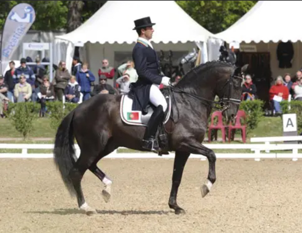 Cheval exécutant un piaffer lors d'une reprise de dressage